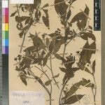 Croton rakotoniainii Otro
