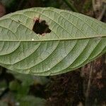 Hamelia axillaris Folha