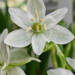 Ornithogalum balansae