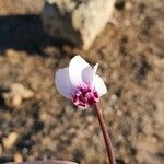 Cyclamen graecum Flower