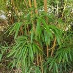 Phyllostachys sulphurea Folha