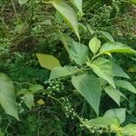 Solanum paniculatum Fruto