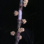 Connarus fasciculatus Corteza