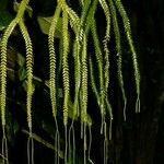 Huperzia phlegmarioides 整株植物