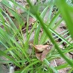 Cyperus brevifolius ഇല