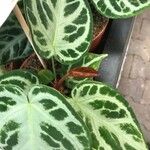 Anthurium crystallinum Hoja
