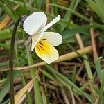 Viola arvensis Kukka