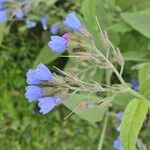 Symphytum caucasicum Flor