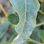 Chenopodium vulvaria Leaf