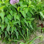 Allium nigrum ശീലം