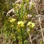 Cloezia buxifolia Flower