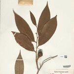 Duguetia echinophora