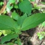 Synedrella nodiflora Blatt