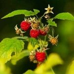 Rubus parviflorus Fruto