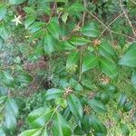 Backhousia myrtifolia برگ