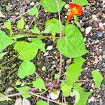 Ipomoea cristulata Habitus