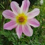 Dahlia tenuicaulis 花