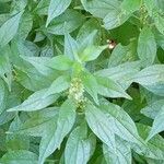 Parietaria officinalis Habitat