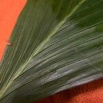 Chamaedorea ernesti-augusti Лист