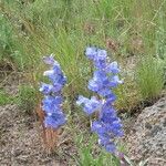 Penstemon speciosus Alkat (teljes növény)