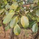 Ficus craterostoma Folha
