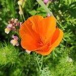 Eschscholzia californicaFlower