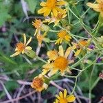 Senecio deltoideus Flor