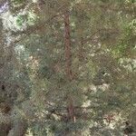 Juniperus phoenicea Облик