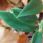 Sarcococca ruscifolia Blad