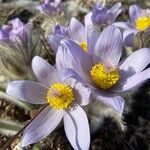 Pulsatilla grandis Flor