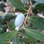 Feijoa sellowiana Fruit