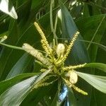 Acacia mangium Blüte