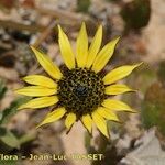 Arctotheca calendula Cvijet