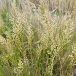 Agrostis stolonifera Fleur
