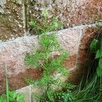 Cardamine impatiens Habit