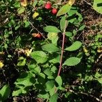 Cotoneaster integerrimus Habitat