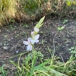 Hesperantha coccinea Virág
