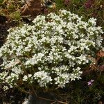 Arenaria aggregata Hábito