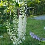 Actaea racemosaЦветок