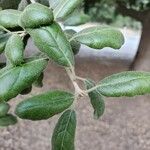 Quercus ilex List