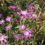 Centaurea napifoliaBlomst