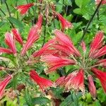 Alstroemeria psittacina Blomst