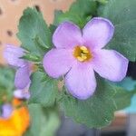 Sutera cordata Fula