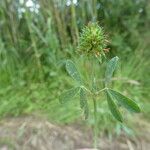 Trifolium squamosum Frucht