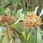 Pittosporum echinatum Fruit