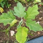 Solanum melongena Vili