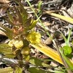 Alectra sessiliflora Flor