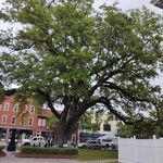 Quercus virginiana Hábitos