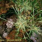 Puccinellia fasciculata 形態