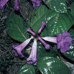 Handroanthus impetiginosus Flower